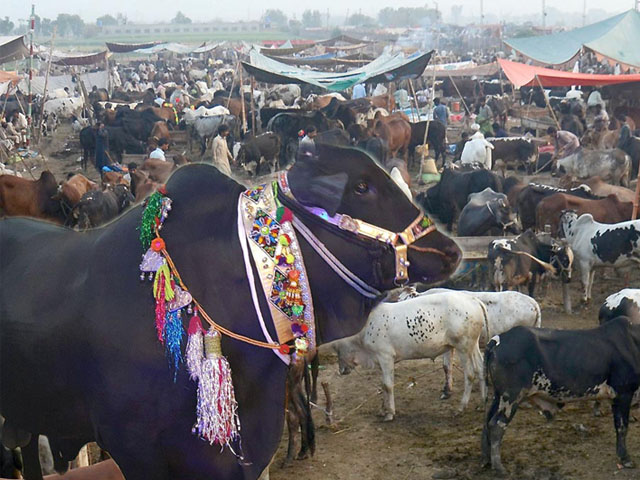 سپر ہائی وے پر مویشی منڈی سج گئی،جانور بے شمار، خریداروں کافقدان