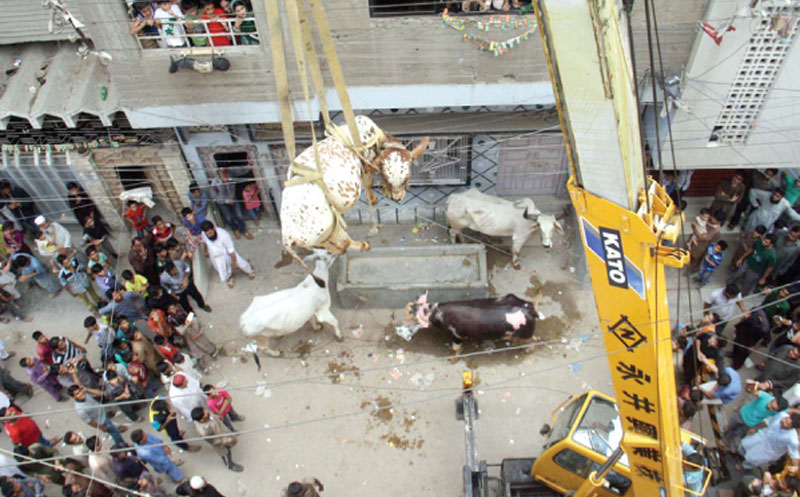 عید قربان کے لیے پالے گئے 8 نایاب بیل چھت سے اُتار دیے گئے