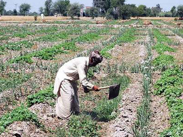 خادم پنجاب کسان پیکیج کے تحت 10 ماہ میں 1 لاکھ 73 ہزار چھوٹے کاشتکاروں کو بلا سود قرضے فراہم کئے گئے ‘ ترجمان محکمہ زراعت