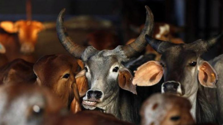 گائے چوری کا الزام، انتہا پسند ہندوئوں کے ہاتھوں مسلمان قتل
