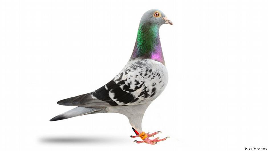 دنیا کا مہنگا ترین کبوتر17 لاکھ پائونڈ میں نیلام