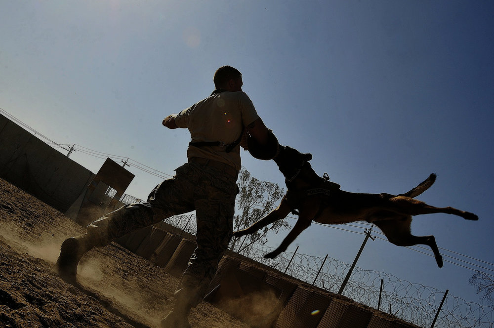 سندھ ،5ماہ میں تقریبا 70ہزار افراد کتوں کے کاٹنے کا شکار