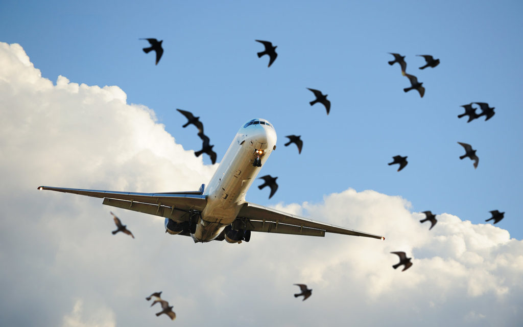لاہور ایئرپورٹ پر پرندوں کی یلغار، پروازوں کا رخ موڑ دیا گیا