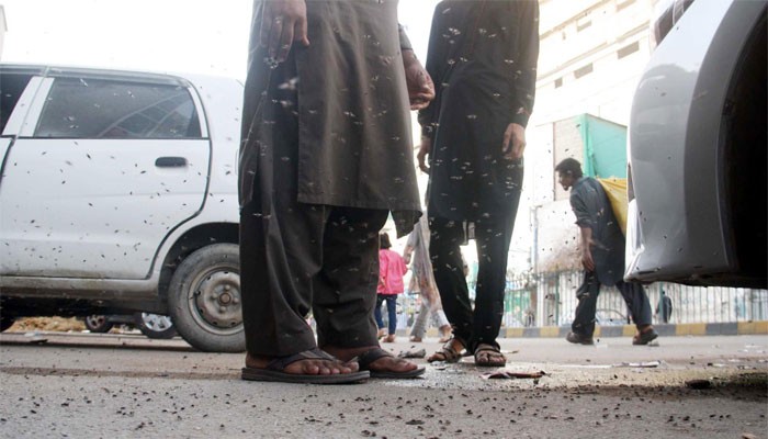 کراچی میں مکھیوں اور مچھروں کی افزائش عذاب بن گئی، شہری اذیت میں مبتلا
