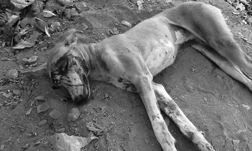 23 افراد کاٹنے والا پاگل کتا مردہ حالت میں جھاڑیوں میں پایا گیا