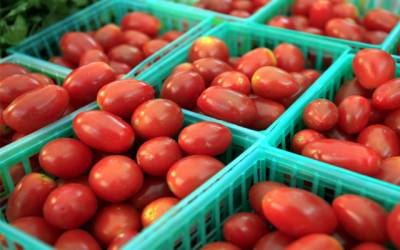 ٹماٹروں کی قیمت نے ڈالر کا ریکارڈ بھی توڑ ڈالا