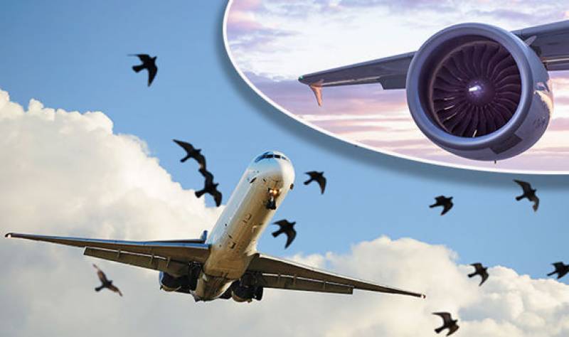 ایئرپورٹس پر طیاروں سے پرندے ٹکرانے کے واقعات میں مسلسل اضافہ