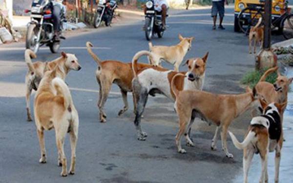 آوارہ کتوں کے کاٹنے سے زخمی افراد کی تعداد 2 لاکھ سے تجاوز
