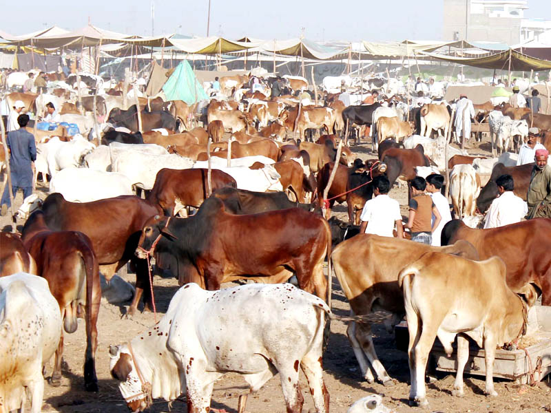 کراچی، غیر قانونی مویشی منڈیوں کیخلاف دفعہ 144نافذ