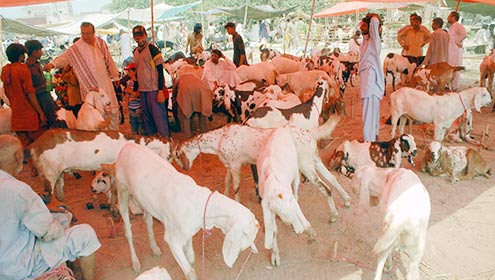 مویشی منڈی کے خلاف سندھ حکومت کا خاموش محاذ