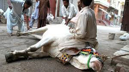 کراچی میں قصابوں کی من مانیاں ، جانورذبح کرنے کے نرخ بڑھا دیے