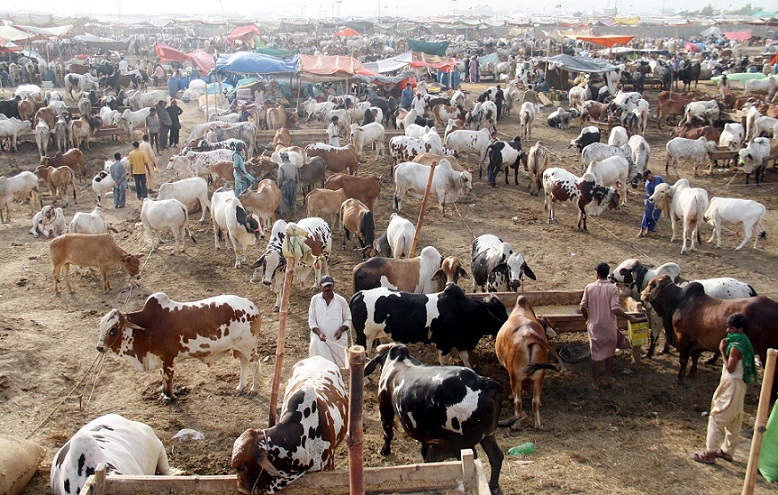 کراچی، مویشی منڈی کو شام 7 بجے کے بعد بند کرنے کا اعلان