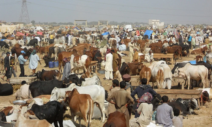 کراچی، غیر قانونی مویشی منڈیوں کیخلاف ایکشن17بیوپاری گرفتار
