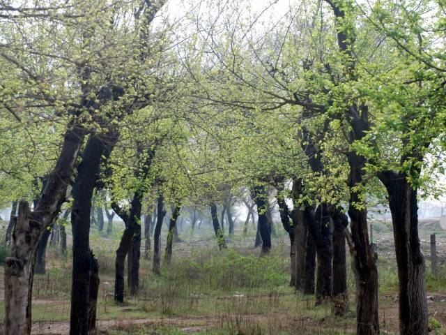 کراچی میں درخت لگانے کا گرین پلانٹیشن منصوبہ ناکام