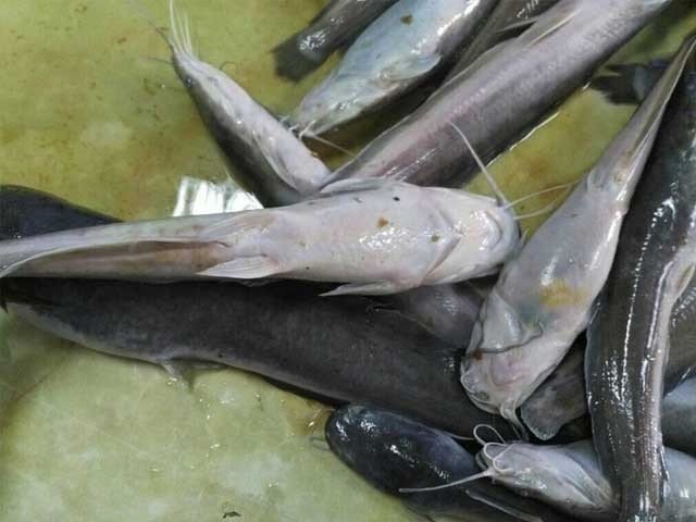 ماہی گیروں کے وارے نیارے ،100 ٹن شکارمچھلی ایک کروڑسے زائد میں فروخت