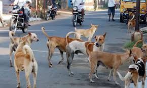 کراچی میں آوارہ کتوں کے کاٹنے کے واقعات میں اضافہ