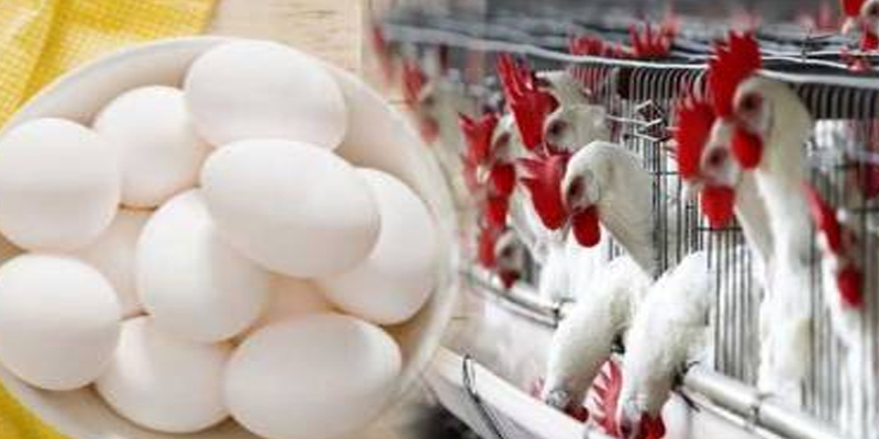 مرغی، انڈوں کی قیمتوں میں ہوشربا اضافہ