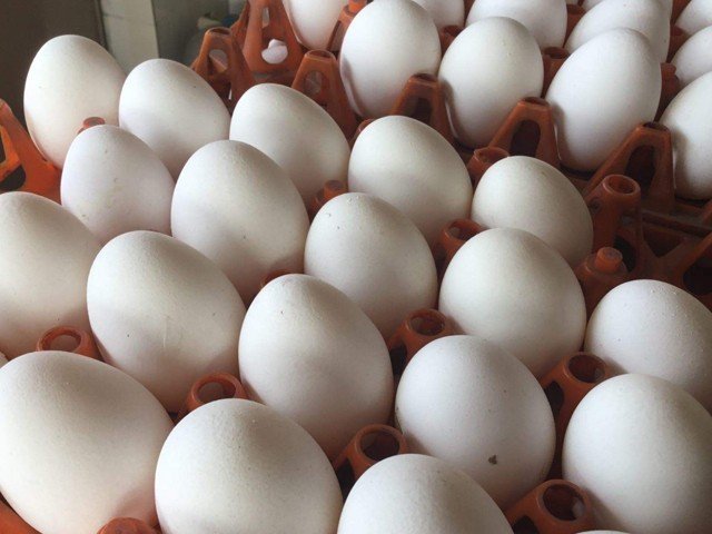 انڈے ، مرغی کی ہول سیل خرید و فروخت کا طریقہ کار مقرر