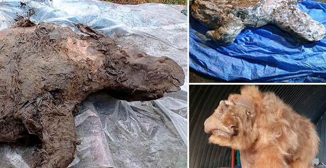 سائبیریا میں 50ہزار سال پرانے نایاب برفانی گینڈے کی محفوظ لاش برآمد