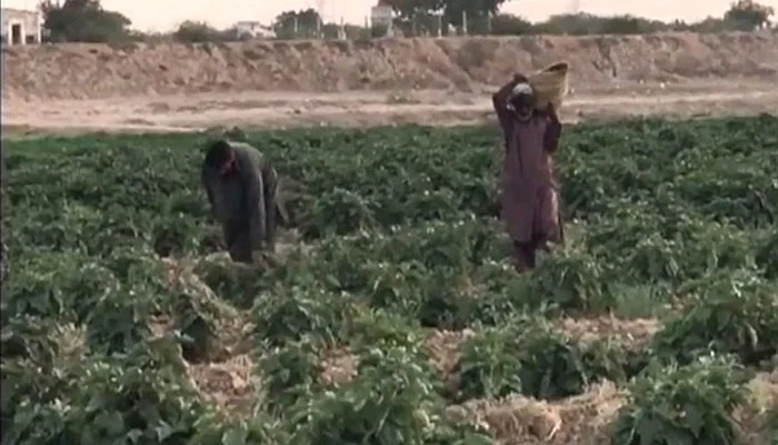 کراچی کو تازہ سبزیاں اور پھل فراہم کرنے والا ملیر تباہی کے دہانے پر پہنچ گیا