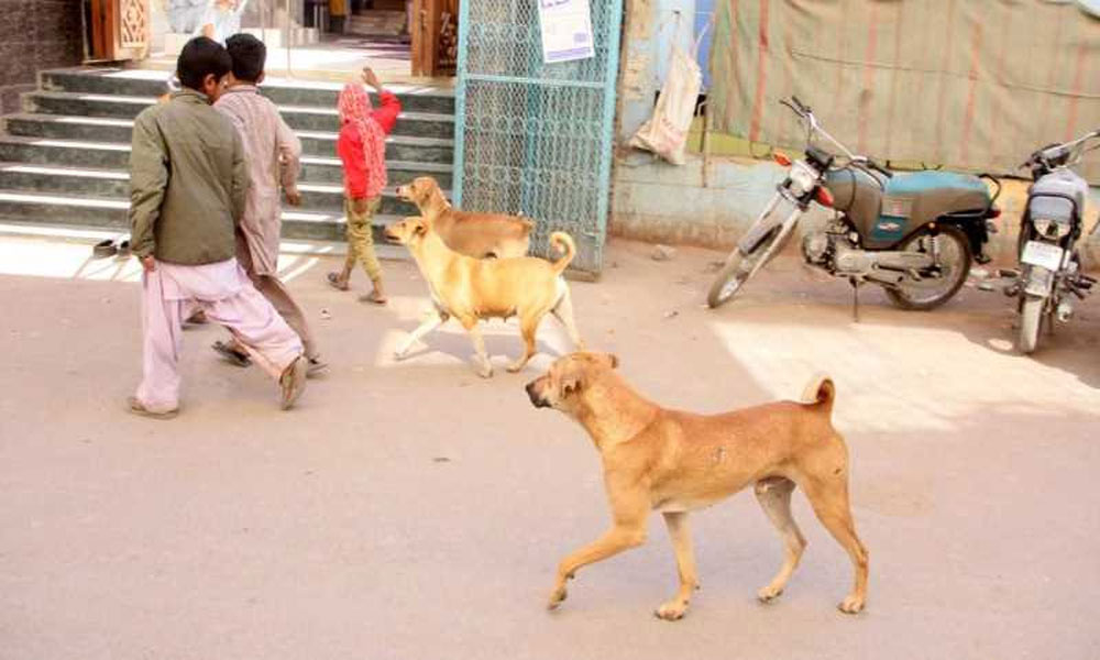 سندھ حکومت کیلئے آوارہ کتوں کا خاتمہ راکٹ سائنس بن گیا