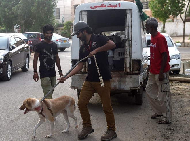 سندھ میں سگ گزیدگی واقعات میں تشویش ناک اضافہ