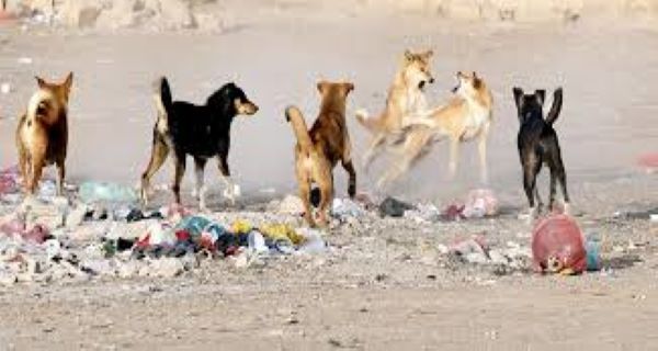 سندھ حکومت کیلئے کتوں کو مارنا چیلنج بن گیا، نس بندی کرنے کا 90 کروڑ کا منصوبہ ناکام
