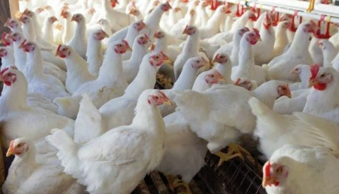 کئی شہروں میں وائرس زدہ مرغیوں کی فروخت کاانکشاف