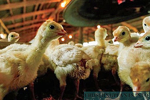 پولٹری فارمز میں بیماری پھیلنے سے مرغیاں زہرآلود