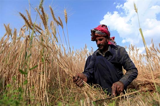 محکمہ زراعت سندھ آبادکاروں کوسہولیات فراہم کرنے میں ناکام