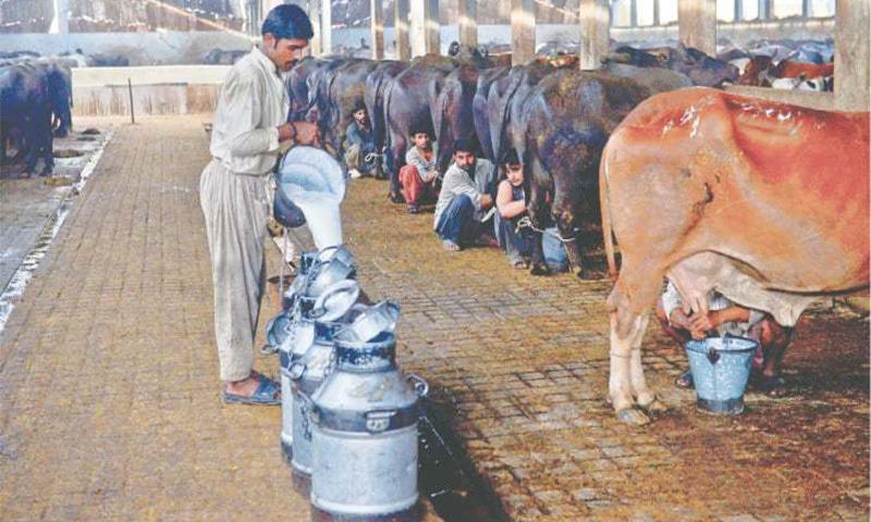 ڈیری فارمز ایسوسی ایشن کی ڈھٹائی برقرار،دودھ کی قیمت میں کمی سے انکار