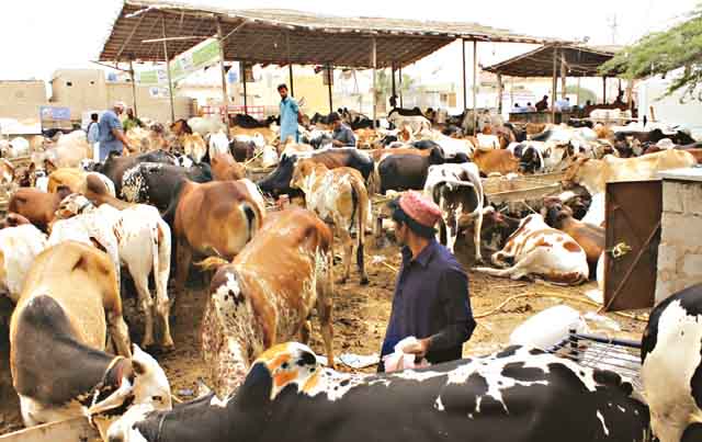 مویشی منڈی لاکھوں جانوروں سے کھچا کھچ بھر گئی،خریداروں کاہجوم