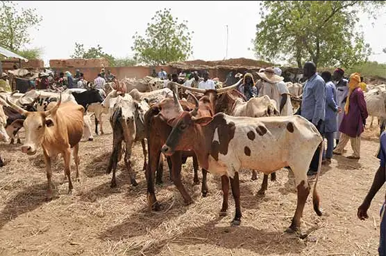 مویشی منڈی میں جانوروں کی قیمتیں گرگئیں ،خریدا رخوش