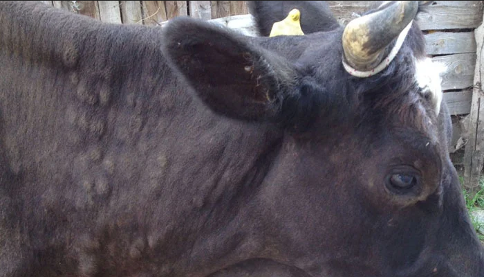 لمپی اسکن بیماری گائے کے بعد بھینسوں میں بھی پھیل گئی