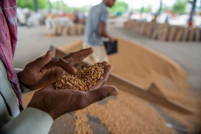 متحدہ عرب امارات نے بھارت سے گندم کی برآمد روک دی