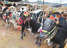 مواچھ گوٹھ مویشی منڈی کا ٹھیکہ من پسند افراد کو دینے کا انکشاف
