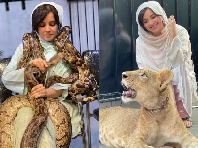 رابی پیرزادہ نے خطرناک جانوروں کے ساتھ تصاویر شیئر کر دیں
