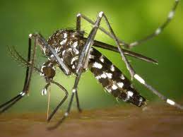 سندھ میں ملیریا،ڈینگی سمیت مختلف بیماریاں وبائی شکل اختیارکرگئیں