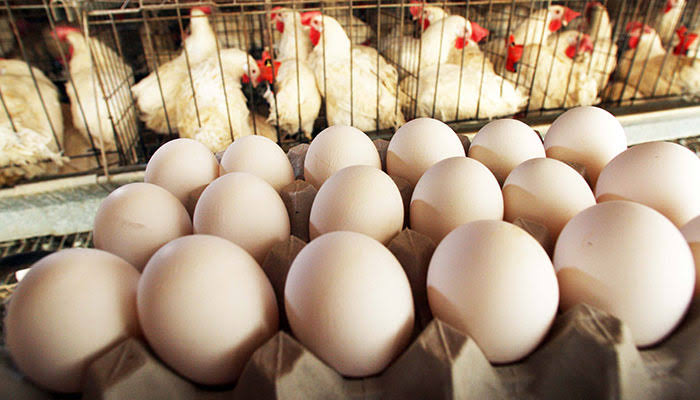 سویابین کی قلت،ملک میں مرغی کے گوشت اورانڈوں کے بحران کاخطرہ