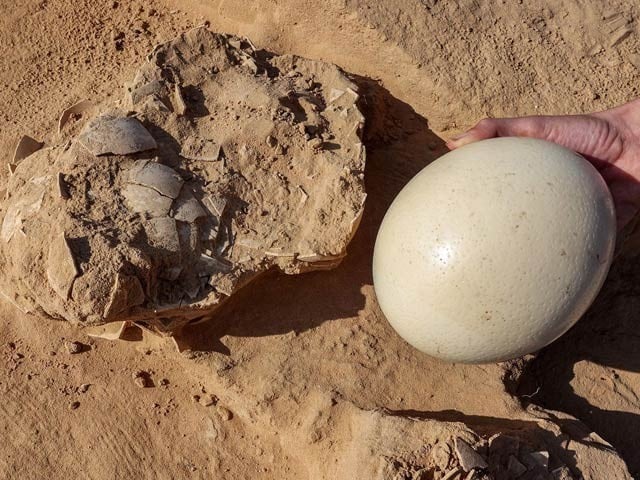 اسرائیل میں شترمرغ کے قدیم ترین انڈے دریافت