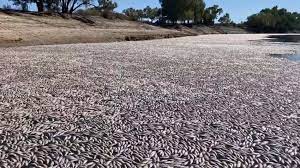 آسٹریلیا میں ’ حرارتی لہر‘ سے لاکھوں مچھلیاں ہلاک