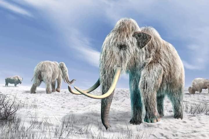 میمتھ قبل از تاریخ کے ہاتھی کی نسل کیسے ختم ہوئی؟