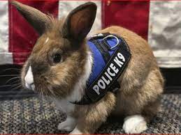 امریکا میں خرگوش نے پولیس فورس جوائن کرلی