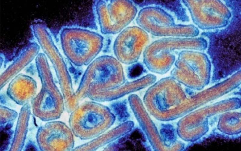 یواے ای کاخطرناک ماربرگ وائرس سے متعلق پھر انتباہ