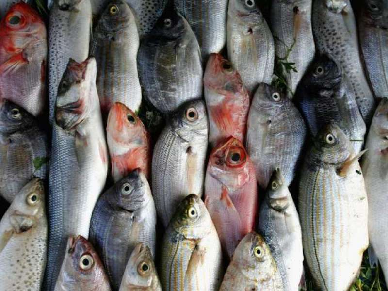 مچھلی کاگوشت شوگر اور دل کے مریضوں کیلئے انتہائی مفید