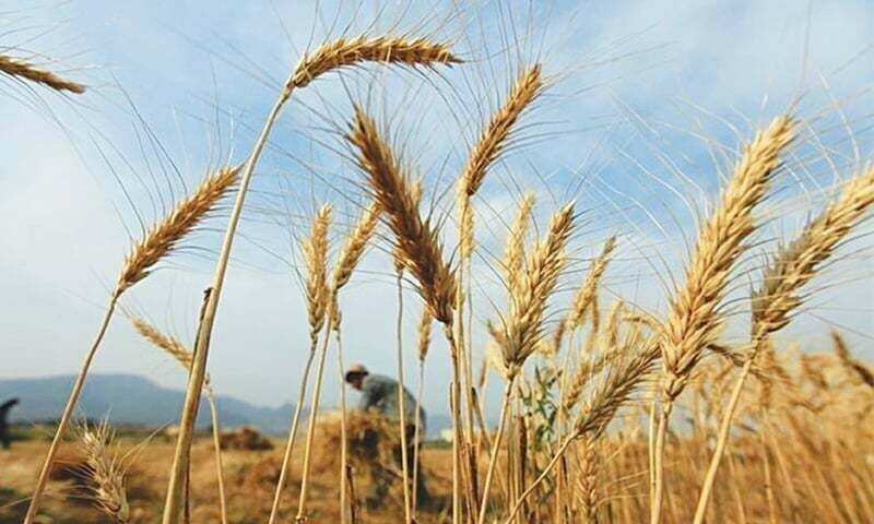 حکومت کے گندم کی ریکارڈ پیداوار کے دعوے حقائق کے منافی نکلے