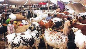 ( ڈسٹرکٹ سائوتھ )مویشی منڈی میں جانوروں کی قیمتیں عوام کی پہنچ سے باہر