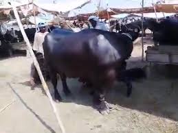 مویشیوں کی رکھوالی پر مامور چوکیدارلٹیروں کا سرغنہ نکلا
