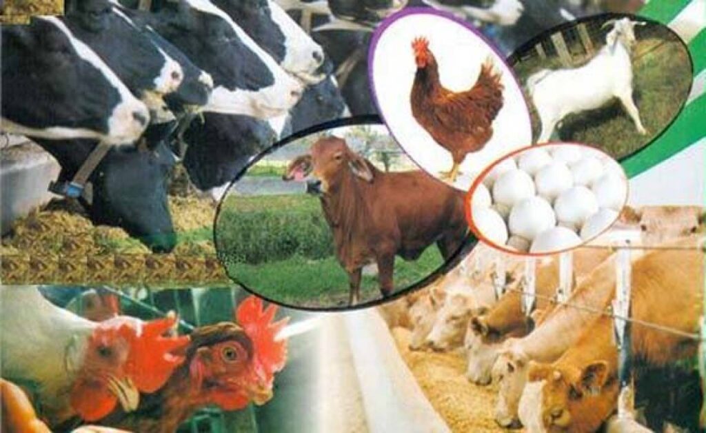 محکمہ لائیواسٹاک ، مویشیوں کے چارے خریداری میں 2 ارب کا گھپلا