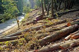 محکمہ جنگلات ، قیمتی وقدیمی درختوں کی چوری میں افسران ملوث